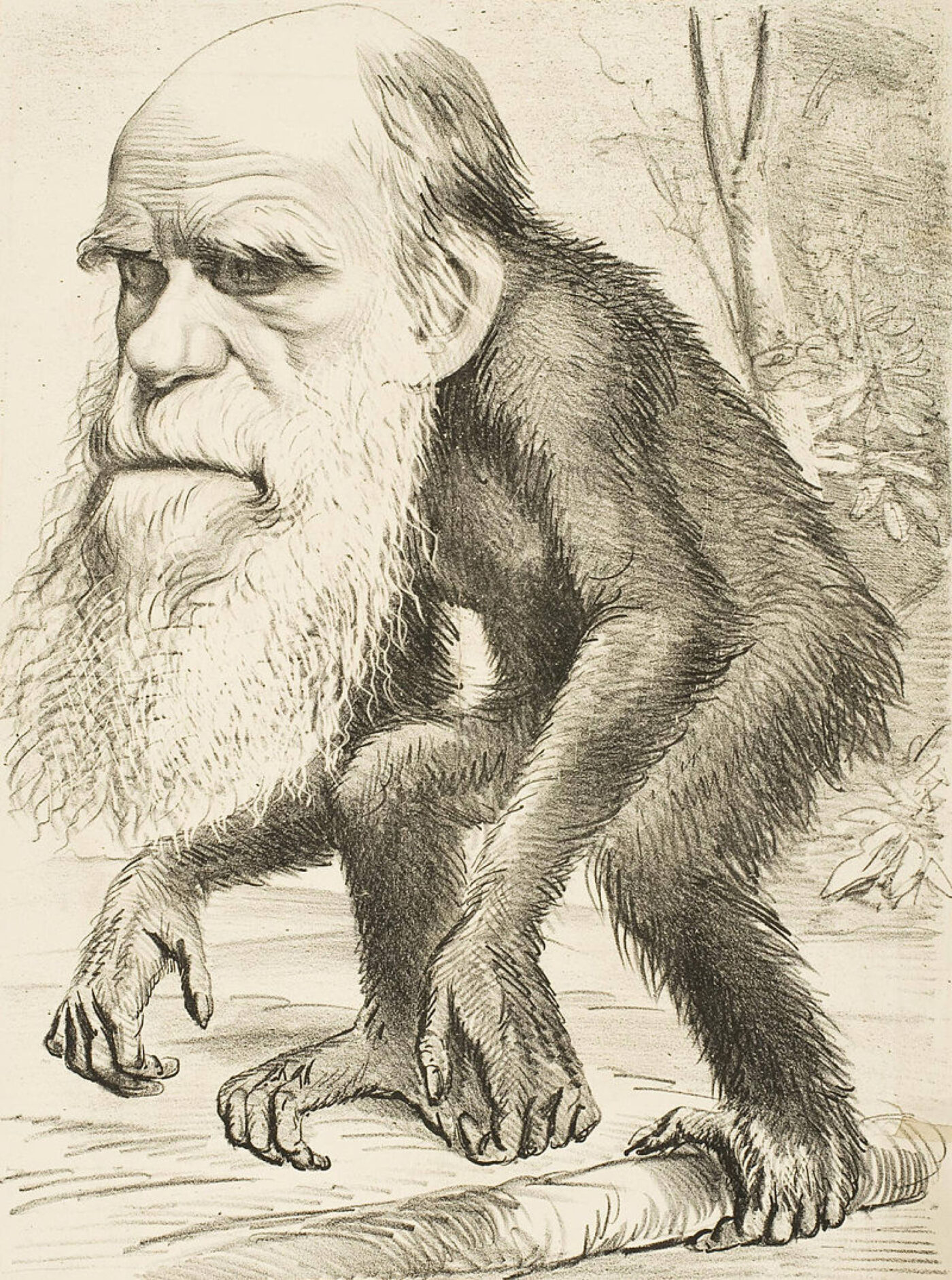 Charles Darwin e la Teoria dell'Evoluzione Koroo Magazine Charles Darwin e la Teoria dell'Evoluzione Koroo Magazine